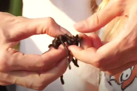 Анджелина Джоли устроила званый обед с тарантулами и скорпионами. Фото