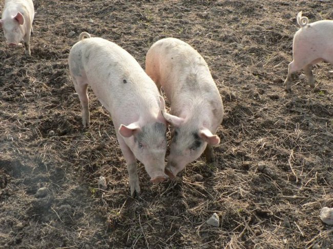 Пластиковые свиньи неизвестного происхождения на британском поле