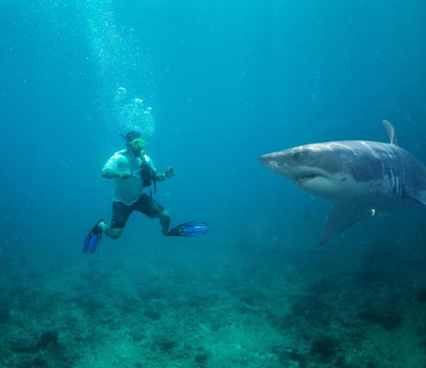 На Мальдивах Тимати рискнул искупаться вместе с акулой