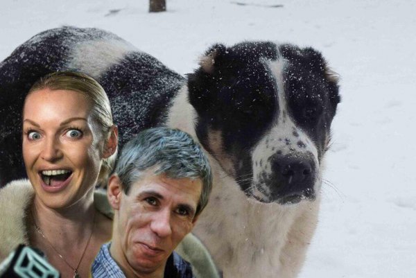 Панин одобряет : Волочкова опозорилась непристойным видео с собакой