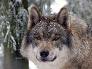 В Швеции начнут охоту на волков