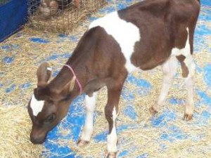 Более ста телят стали жертвами огня в Красноярске