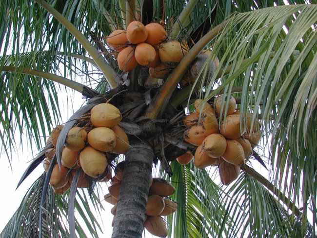 Благодаря властям Мумбаи Обама может не бояться кокосов