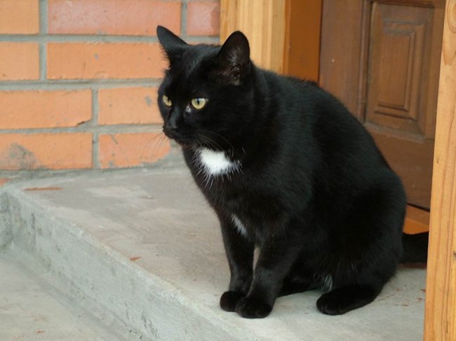 Вашингтонский черный кот поджег дом своей хозяйки